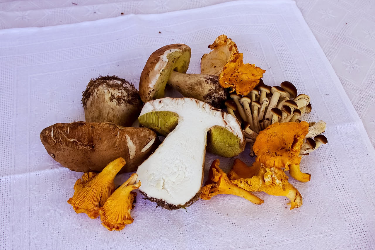Diversi funghi freschi appena raccolti su un tavolo di legno rustico: porcini, champignon bianchi e funghi misti con terra ancora attaccata alle radici