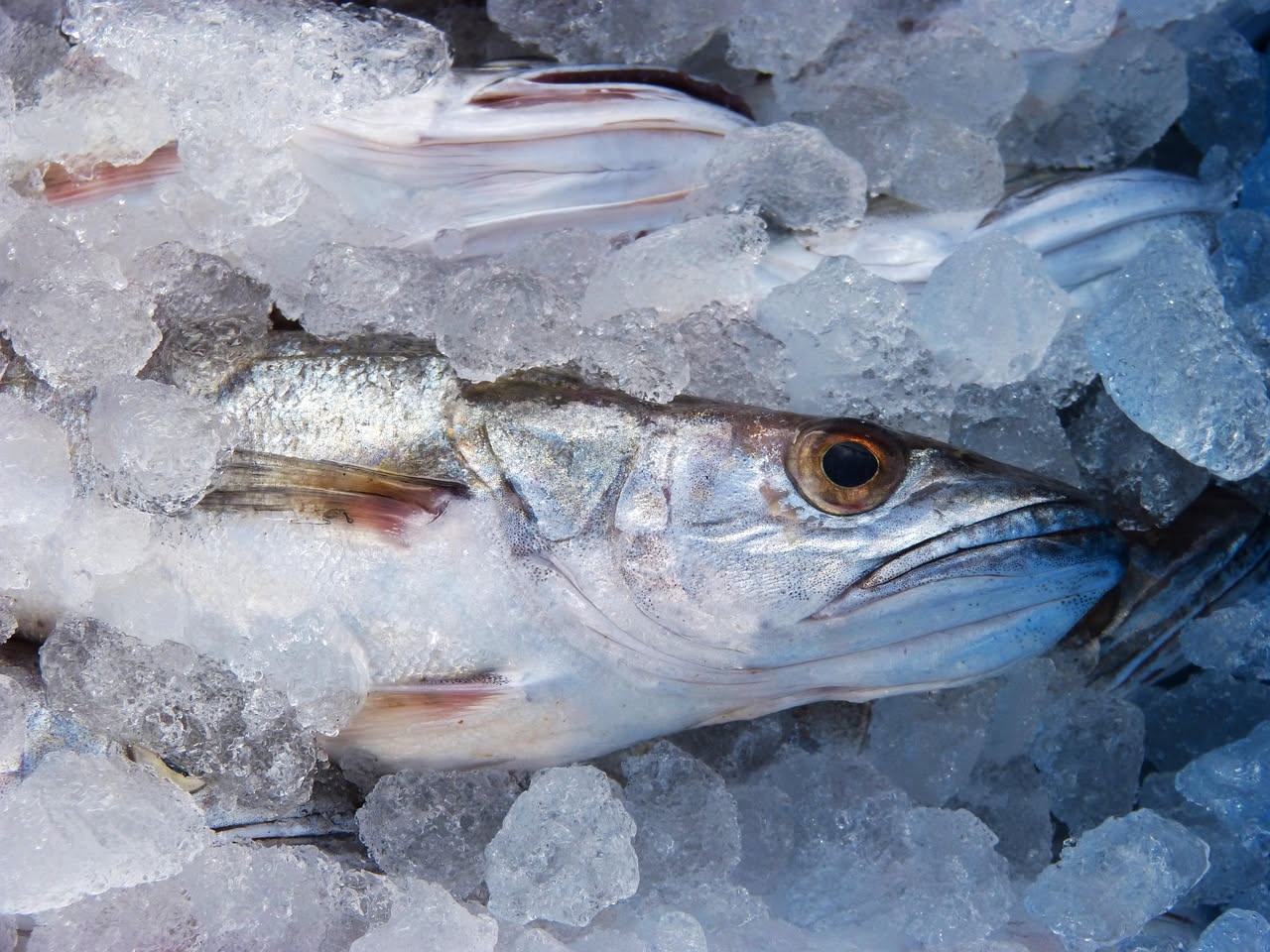 Filetti di baccalà secco disposti su un piano di legno, di colore bianco avorio con sfumature dorate, accanto a una ciotola di acqua fredda per l'ammollo