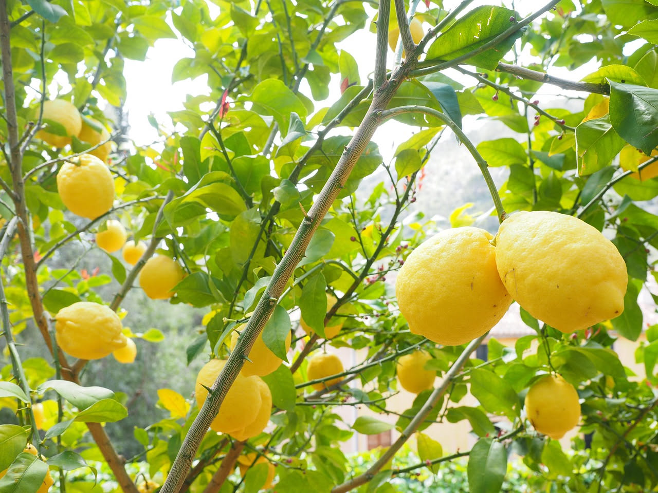 Limoni gialli freschi con buccia liscia, alcuni interi e altri tagliati a metà, con gocce d'acqua e foglie verdi, su sfondo bianco