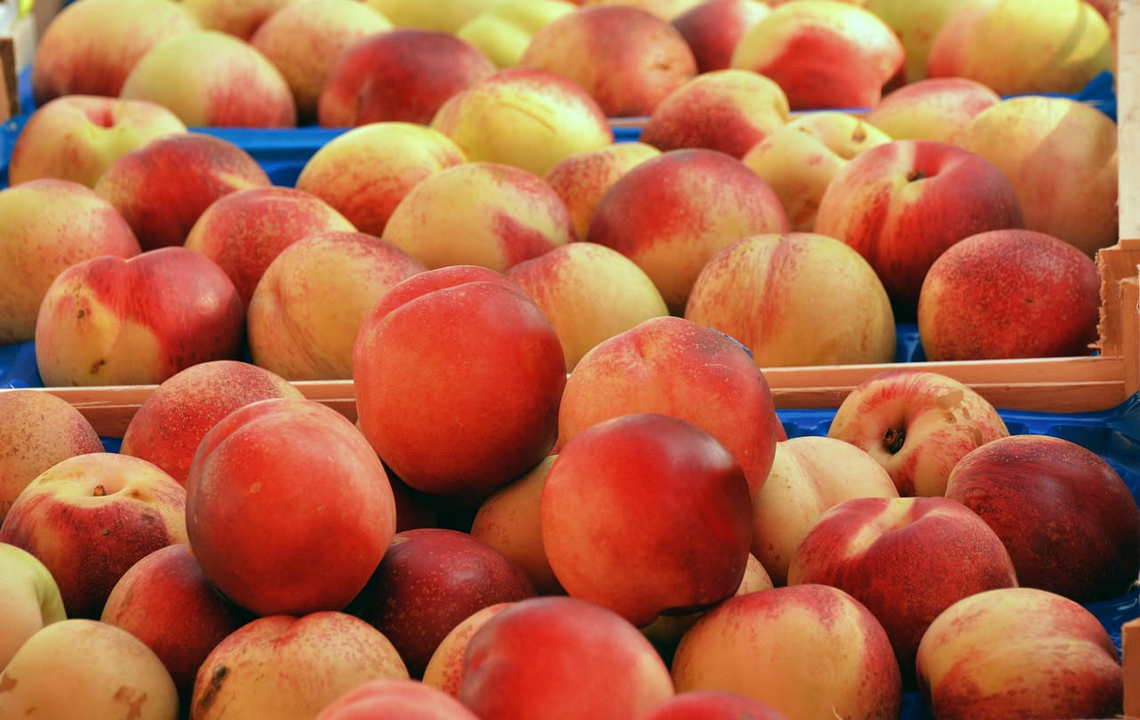 Ramo di pesco carico di pesche mature di color arancio-rosso sotto il sole estivo di luglio, con foglie verdi brillanti e cielo blu intenso sullo sfondo