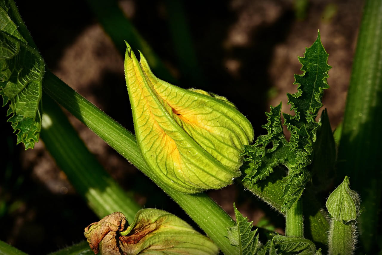 Qual è la storia dei fiori di zucca fritti: le radici popolari